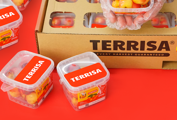 TERRISA Special Rainier U.S.A. Cherries
