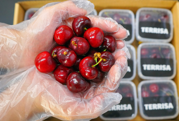 TERRISA Premier U.S.A. Cherries