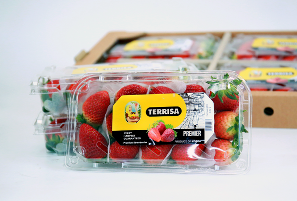 TERRISA Premier Korean Strawberries