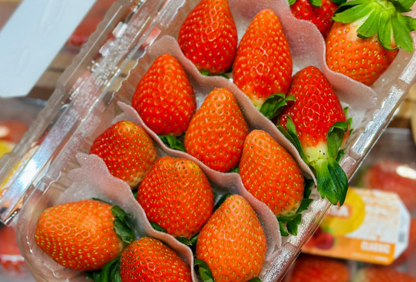TERRISA Classic Korean Strawberries