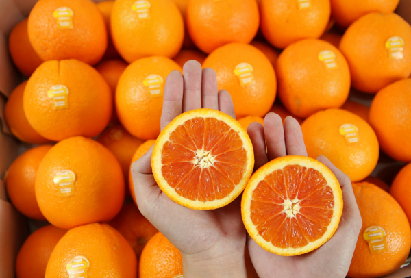 TERRISA Special Cara Cara Australian Oranges