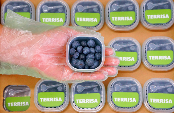 TERRISA Organic U.S.A. Blueberries