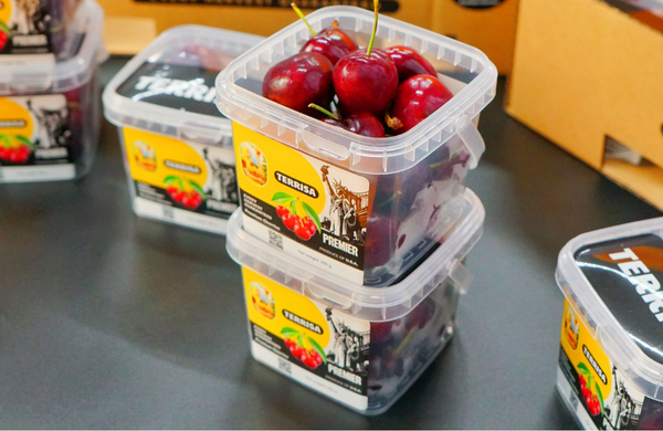 TERRISA Premier U.S.A. Cherries
