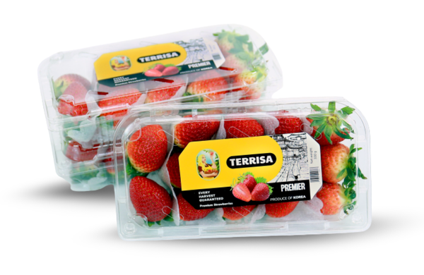 TERRISA Premier Korean Strawberries