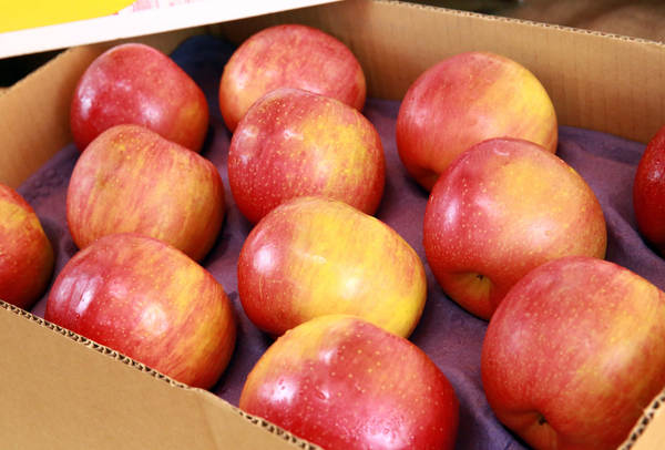 TERRISA Special EverCrisp U.S.A. Apples