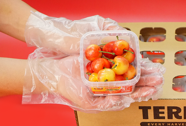 TERRISA Special Rainier U.S.A. Cherries