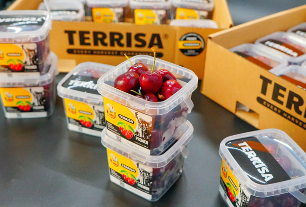 TERRISA Premier U.S.A. Cherries
