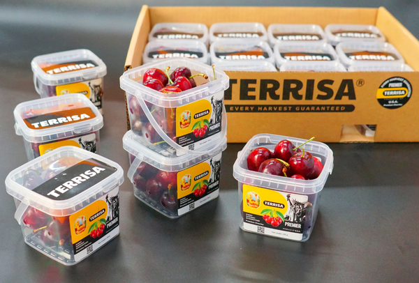 TERRISA Premier U.S.A. Cherries