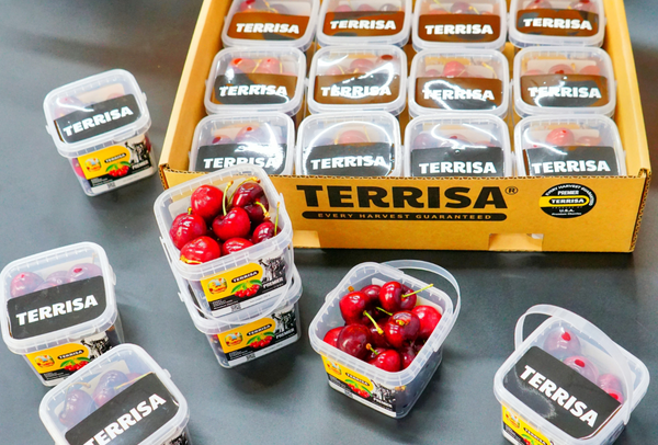 TERRISA Premier U.S.A. Cherries