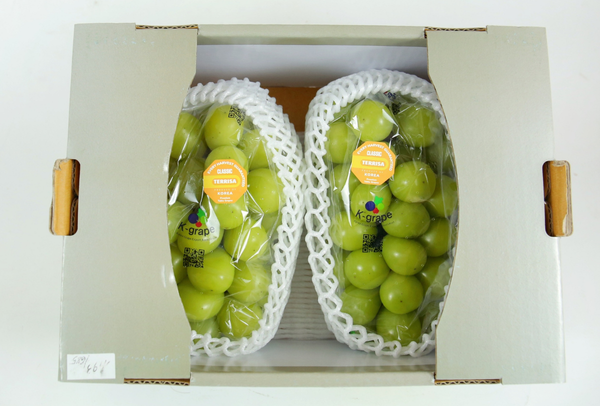 TERRISA Classic Shine Muscat Korean Grapes