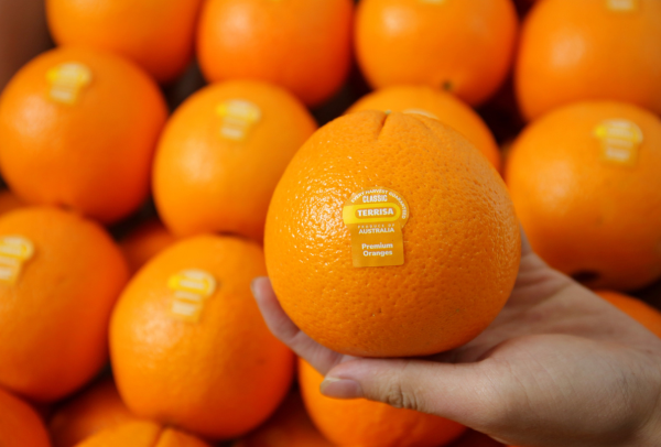 TERRISA Special Cara Cara Australian Oranges