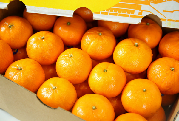 TERRISA Classic Australian Mandarins
