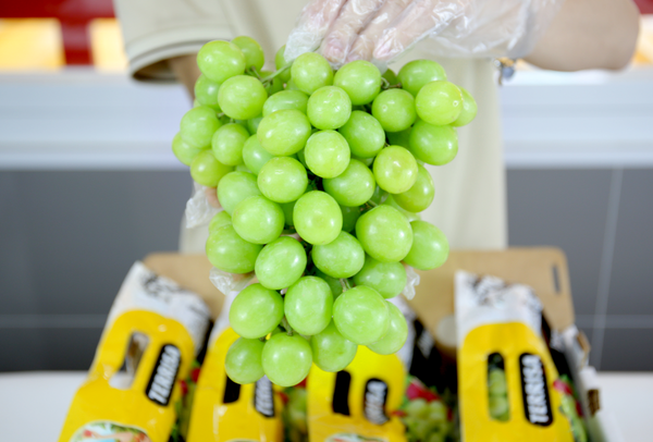 TERRISA Premier South African Green Grapes