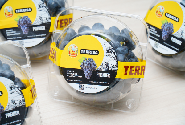 Nho đen Nam Phi TERRISA Premier 